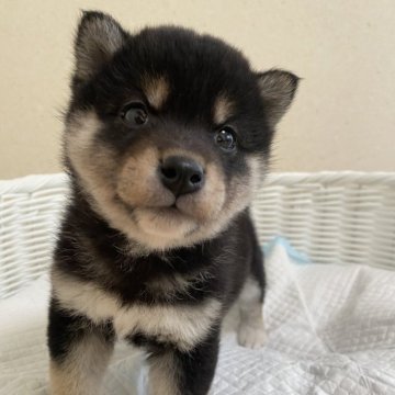 柴犬(豆柴)【兵庫県・女の子・2023年12月2日・黒】の写真「とっても可愛い女の子♪♪」