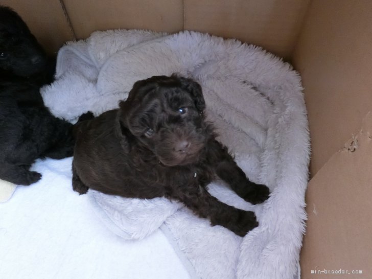 山本真弓ブリーダーのブログ：あけましておめでとうございます　子犬ちゃん達　順調に育ってます！