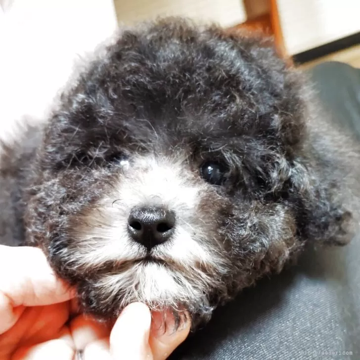 ID：2505-06696の子犬