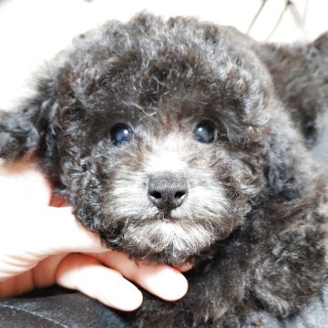 トイプードル(タイニー)【栃木県・女の子・2025年4月2日・シルバー(グレー)】の写真「小さめタイニー予想です」