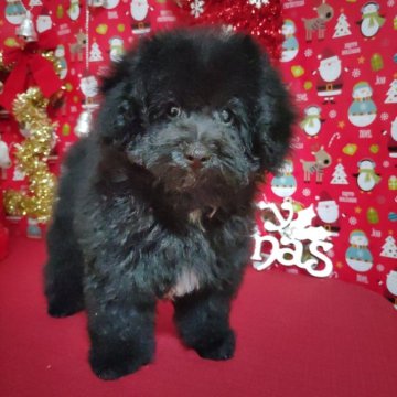 トイプードル(タイニー)【栃木県・男の子・2024年8月23日・ブラック】の写真「甘えん坊な男の子　良血統」