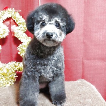 トイプードル(タイニー)【栃木県・女の子・2025年8月16日・シルバー】の写真「希少シルバーの女の子　」