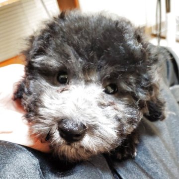 トイプードル(トイ)【栃木県・男の子・2025年4月2日・シルバー(グレー)】の写真「へそ天してくれる可愛い子」