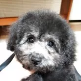 タイニープードル