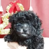 ティーカッププードル