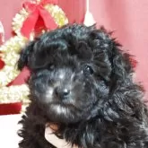 ティーカッププードル【栃木県・女の子・2025年10月31日・シルバー(グレー)】の写真2