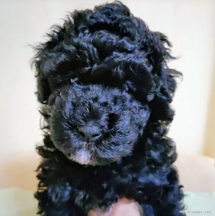 ID：2311-03735の子犬