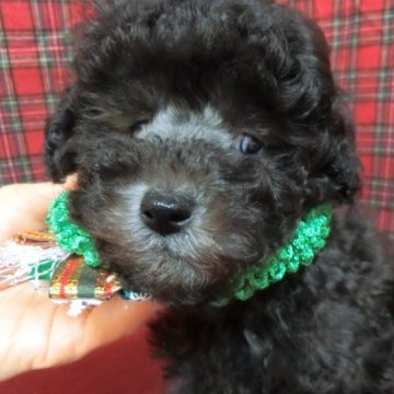 トイプードル(タイニー)【栃木県・男の子・2023年9月19日・シルバー】の写真「訳あり君です。斜視と瞬膜が普通の子より出ています。」