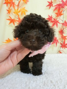 トイプードル(タイニー)【栃木県・女の子・2021年8月11日・ブラウン(チョコレート色)】の写真「じゃじゃ馬ちゃん少し落ち着きました！」