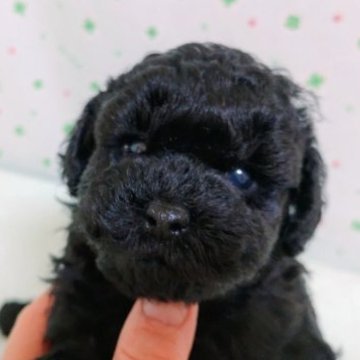 トイプードル(トイ)【栃木県・男の子・2023年4月4日・ブラック】の写真「良血統の男の子　小さめトイサイズ」