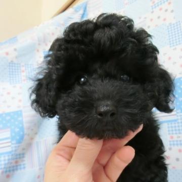 トイプードル(トイ)【栃木県・男の子・2022年6月5日・ブラック】の写真「小さめトイサイズ　ノーパテラになりました！」