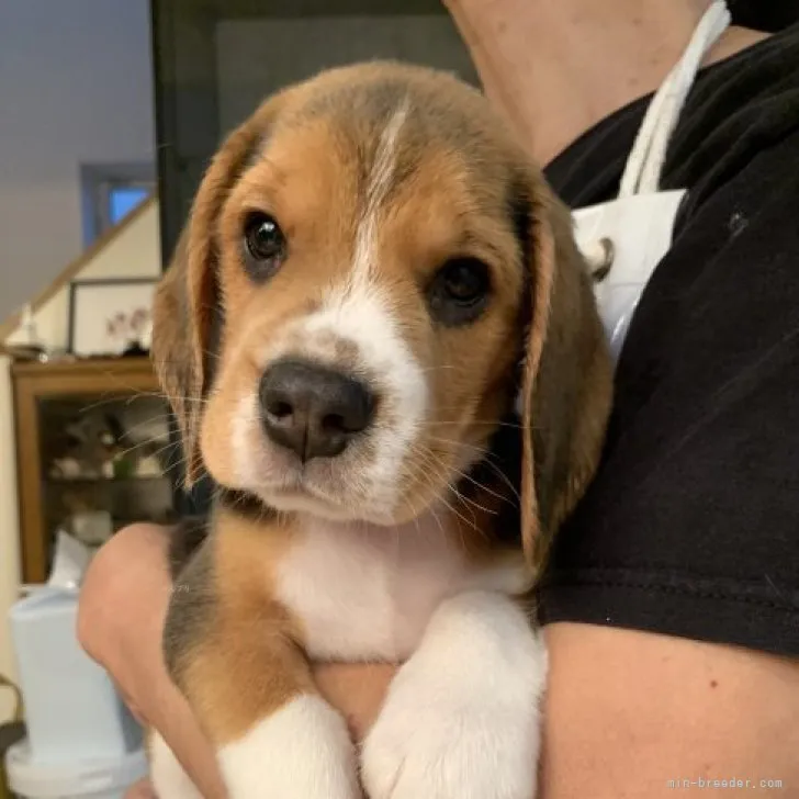 ID:2309-01052の子犬