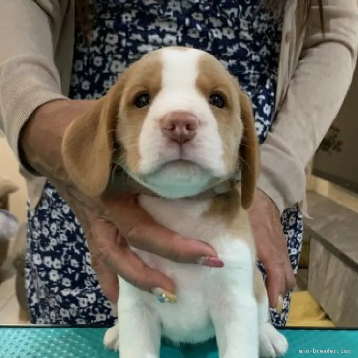 ID:2309-02801の子犬