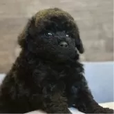 タイニープードル