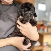 トイプードル(トイ)