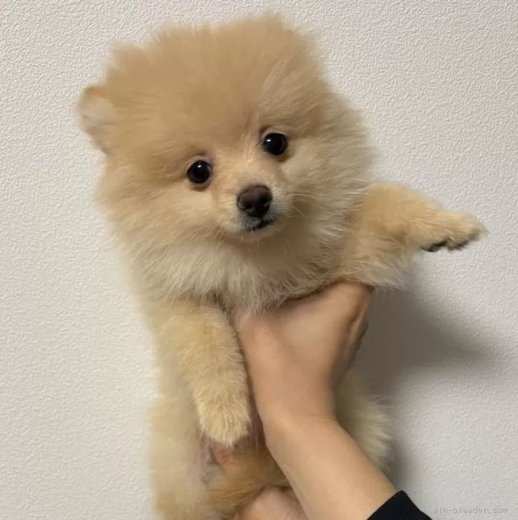 ID:2409-01845の子犬