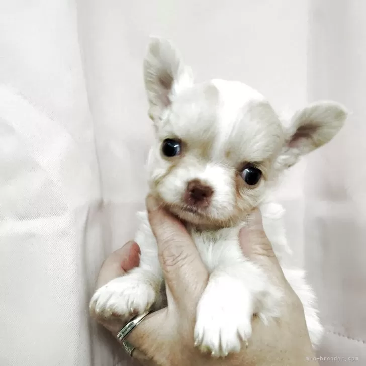 ID：2502-00172の子犬