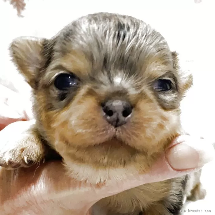 ID:2503-04999の子犬