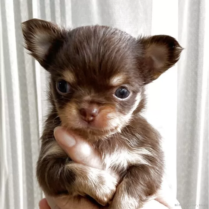 ID:2508-02388の子犬