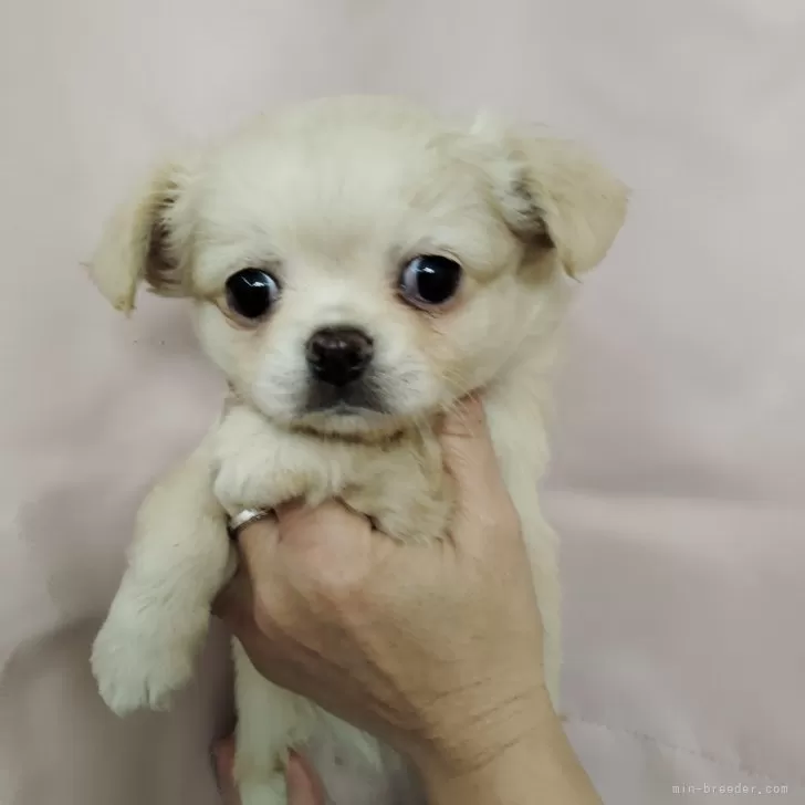 まる 様のお迎えした子犬