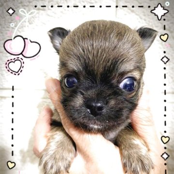 チワワ(ロング)【愛媛県・男の子・2025年3月12日・フォーン】の写真「4月28日〜5月5日迄30000円引きに致します✨」