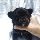 チワワ(ロング)