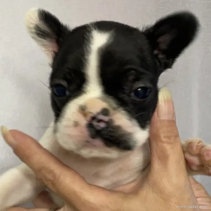 ID：2306-00745の子犬