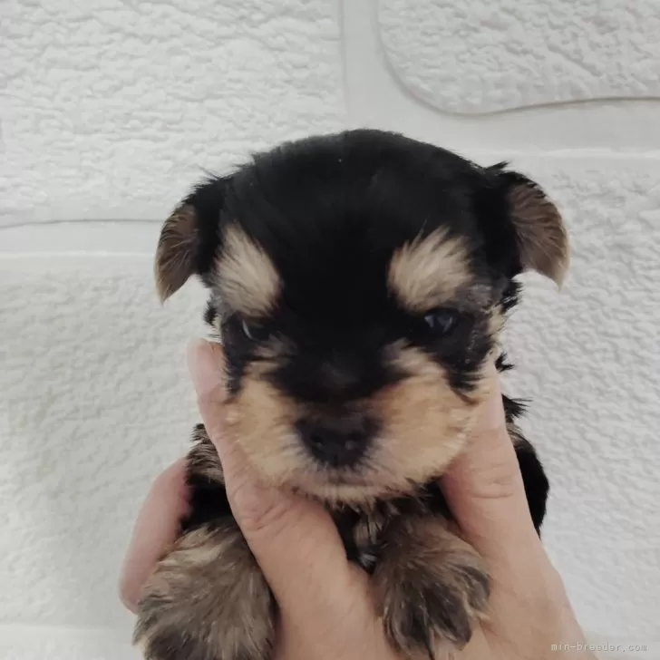 ID:2408-05145の子犬