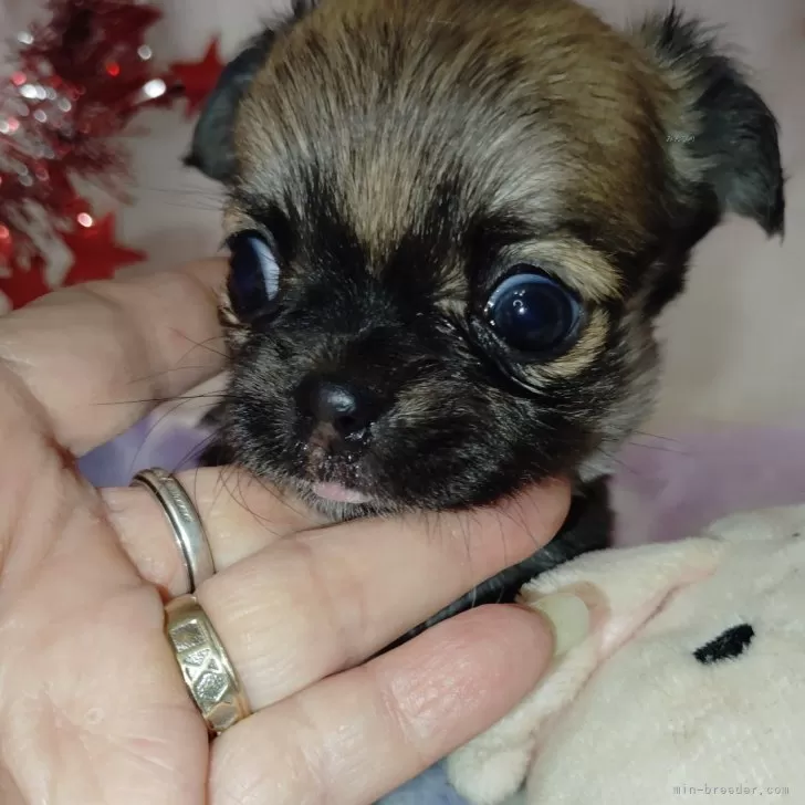 ID:2407-01146の子犬
