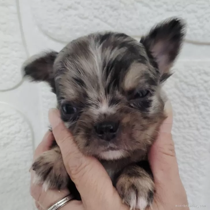 ID：2408-01043の子犬