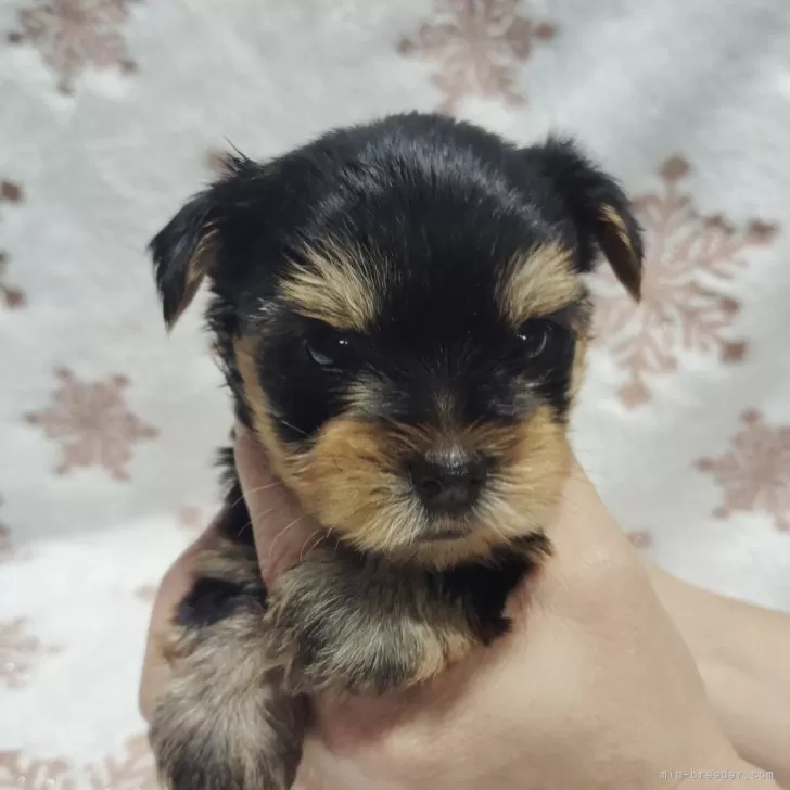 ID：2407-02902の子犬
