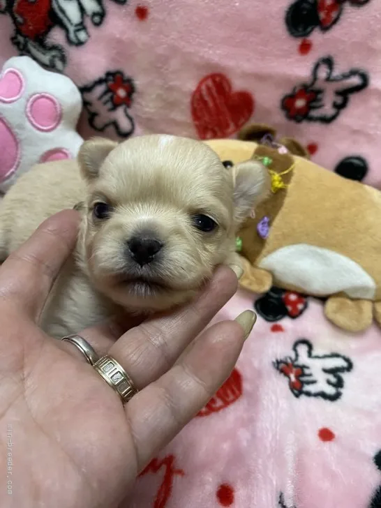 ID:2202-01250の子犬
