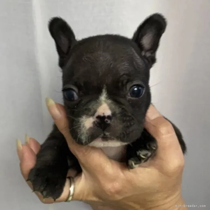 ID：2306-00748の子犬