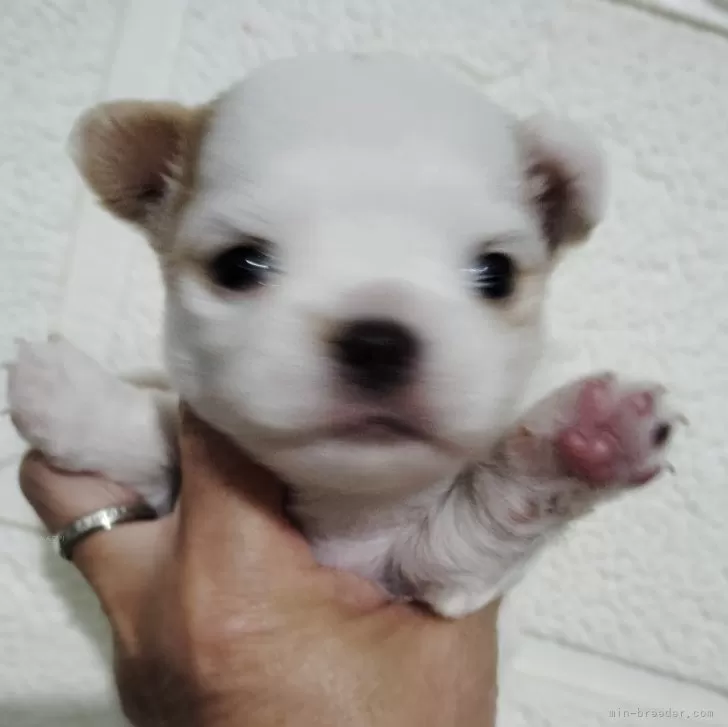 ID：2408-05146の子犬