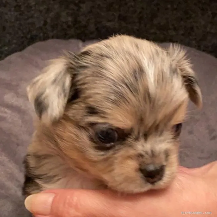 ID:2205-02735の子犬