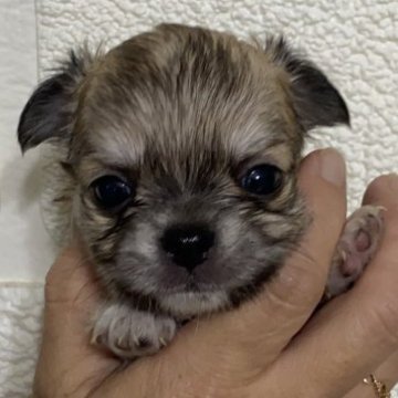チワワ(ロング)【愛媛県・男の子・2023年7月16日・フォーン】の写真「おめめの大きな可愛いお顔の男の子です♪」