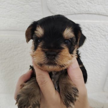 ヨークシャーテリア【愛媛県・男の子・2024年7月23日・スチールブルー&タン】の写真「9月15日迄の限定で価格を下げました✨✨」