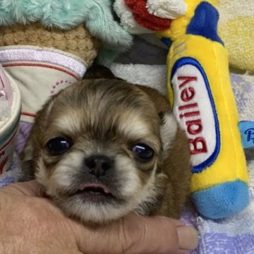 チワワ(ロング)【愛媛県・女の子・2023年7月16日・フォーン】の写真「兄妹で1番小さくカワウソみたいに可愛い女の子です♪」