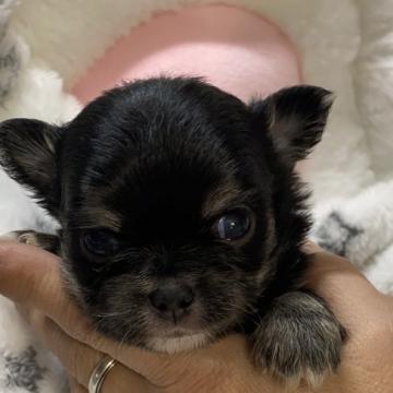 チワワ(ロング)【愛媛県・男の子・2022年7月29日・ブラックタン】の写真「アップルヘッドの可愛いブラタンの男の子です❣️」