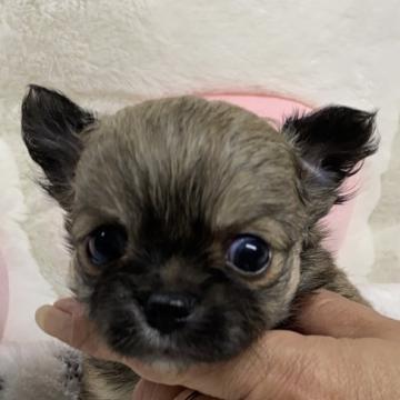 チワワ(ロング)【愛媛県・男の子・2022年7月29日・フォーン】の写真「小熊ちゃんみたいなお目クリクリの可愛い子です💕」