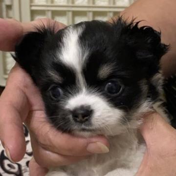 チワワ(ロング)【愛媛県・女の子・2022年6月3日・ホワイト&ブラックタン】の写真「7月25日迄の募集にします✨」