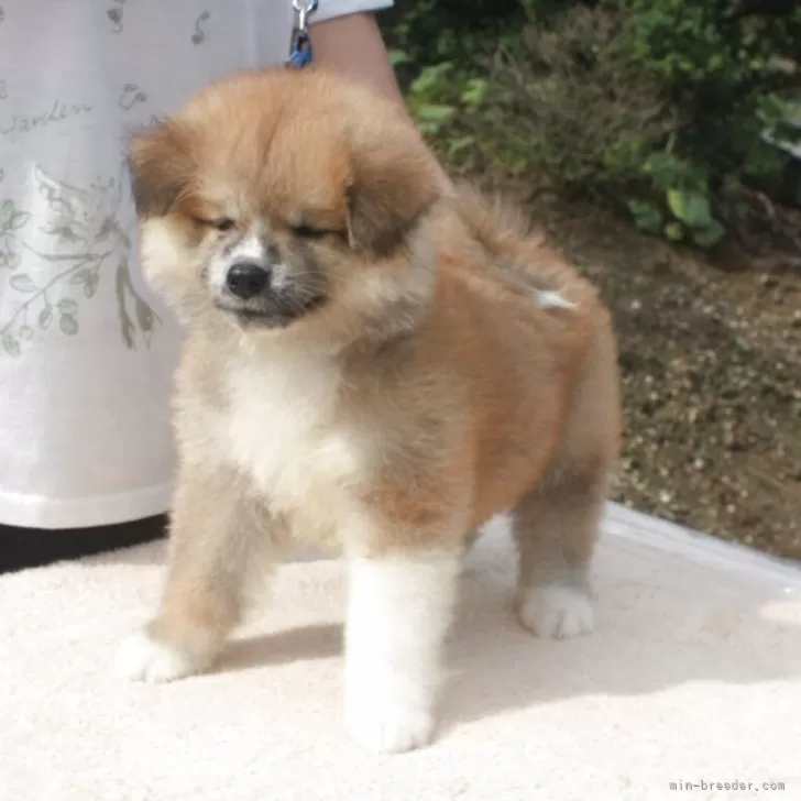 秋田犬【宮城県・女の子・2025年7月11日・赤毛】の写真1「ご飯を残さずもりもり食べます」