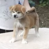 秋田犬