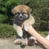 秋田犬