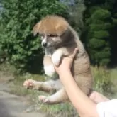 秋田犬【宮城県・男の子・2025年8月2日・赤毛】の写真2