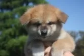 秋田犬【宮城県・女の子・2025年8月2日・赤毛】の写真4