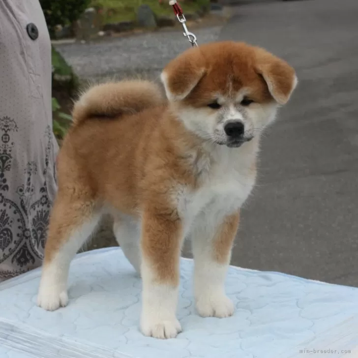 R.O 様のお迎えした子犬