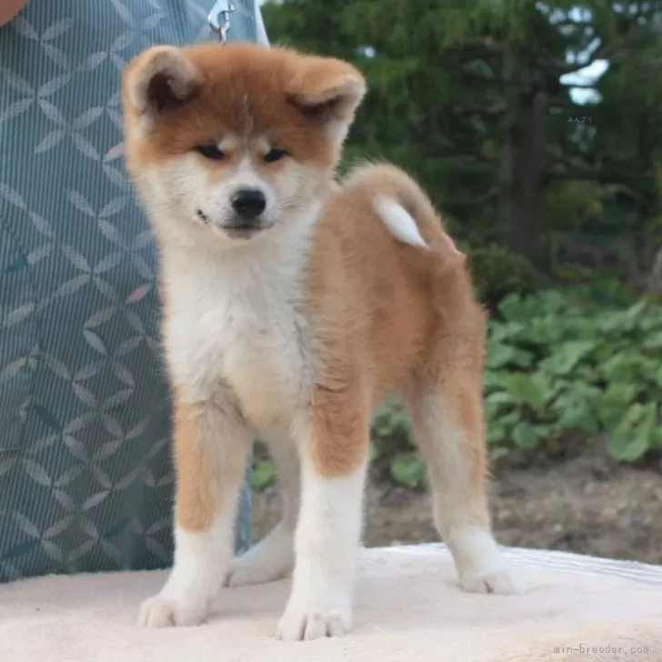 ID:2409-04402の子犬