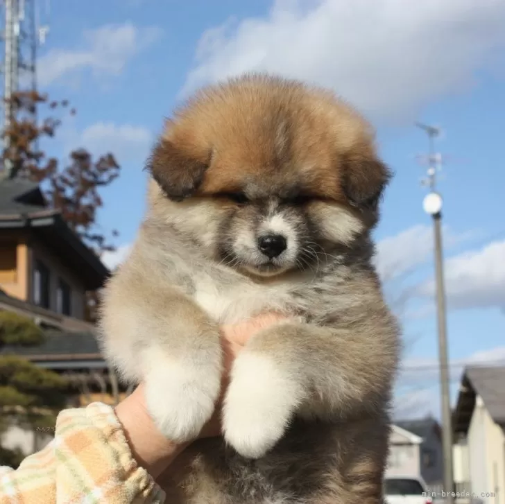 n 様のお迎えした子犬