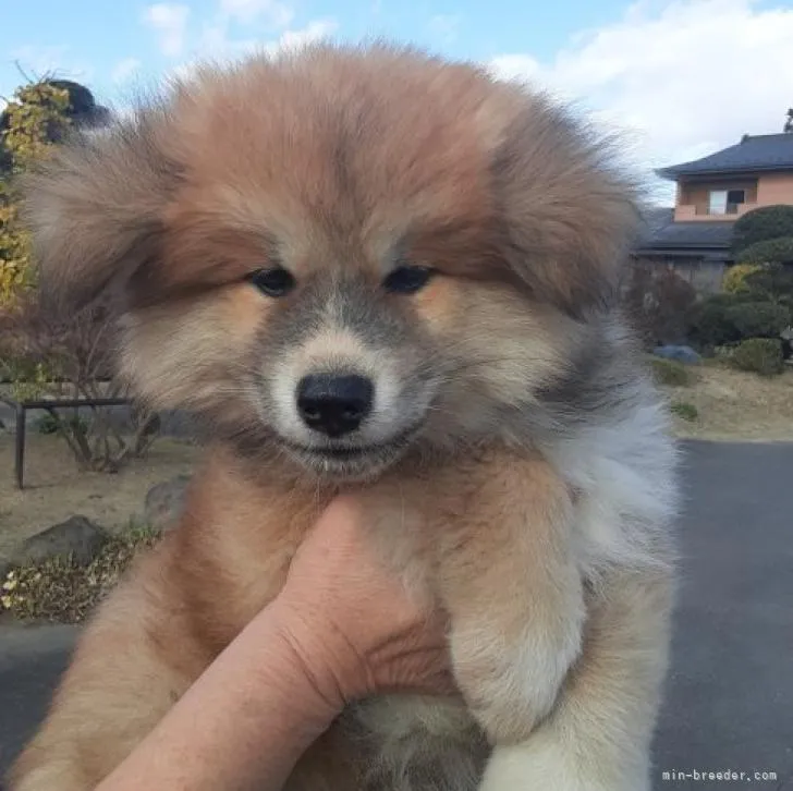 ID：2211-02830の子犬